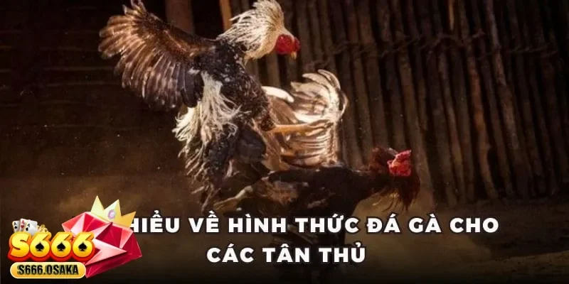 đá gà Campuchia 