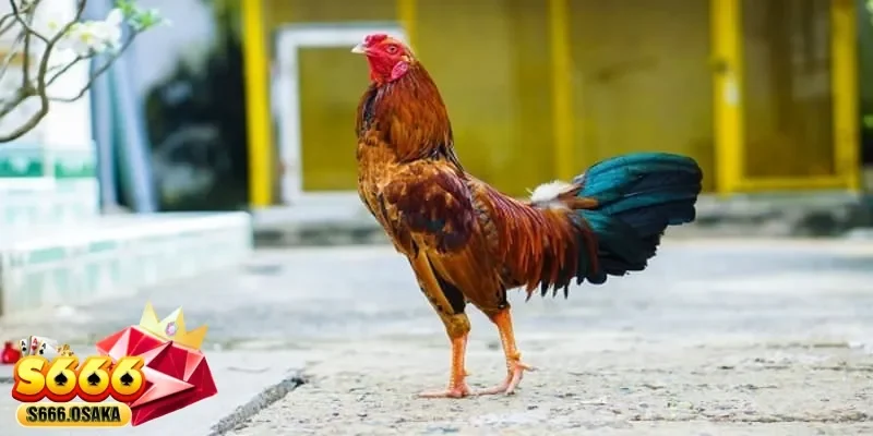 đá gà C1