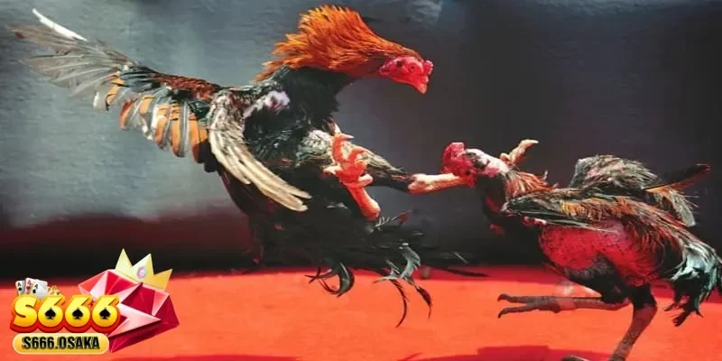 đá gà cựa sắt